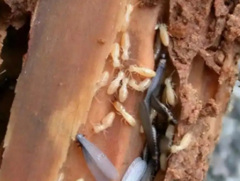 大兴安岭白蚁防治公司分享老旧房屋白蚁专项防护，解决老房虫害反复难题